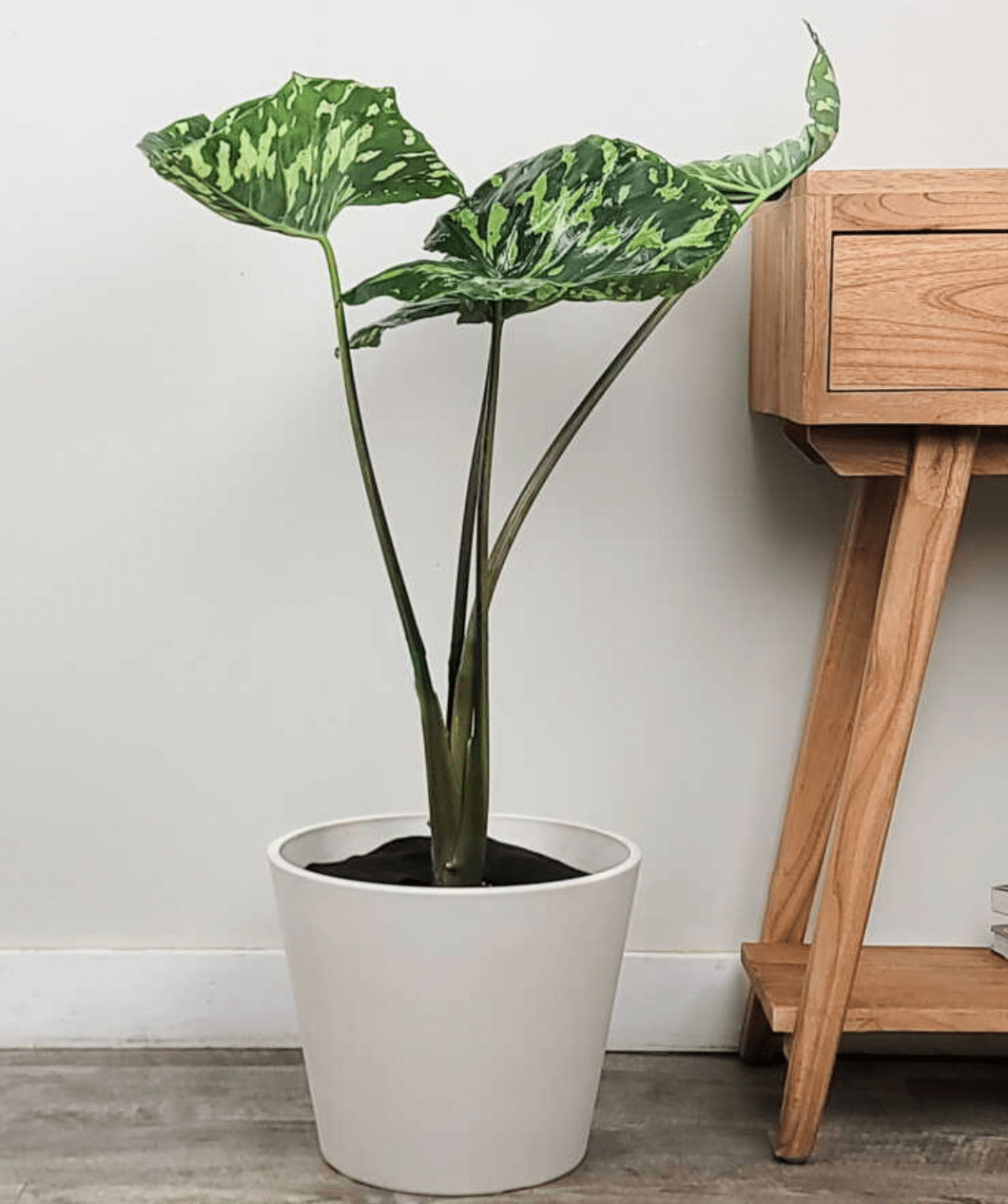 alocasia hilo beauty by a desk